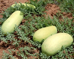 Ali Ba Ba Watermelon - Drought Tolerant | Sweetest 