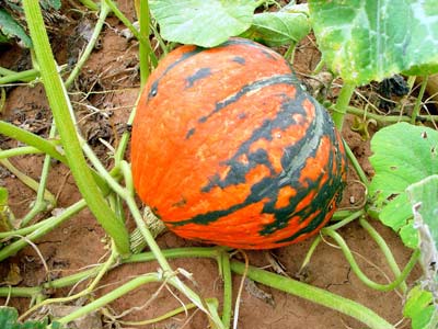 Lakota Squash - Great for baking | Nutty Taste